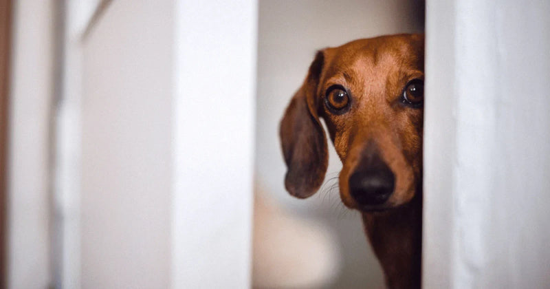 How to prevent separation anxiety in dogs
