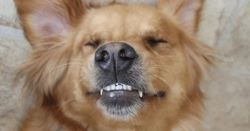 A guide to dental care for dogs