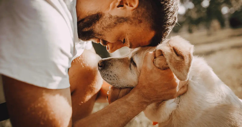 Why dog walks often mean more to owners than dogs