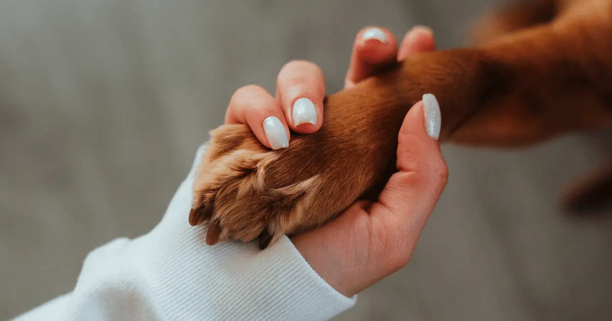 The mental health benefits of having a dog