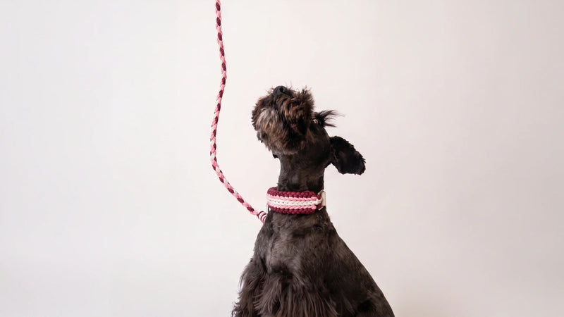 The rise of “quiet luxury” in dog accessories