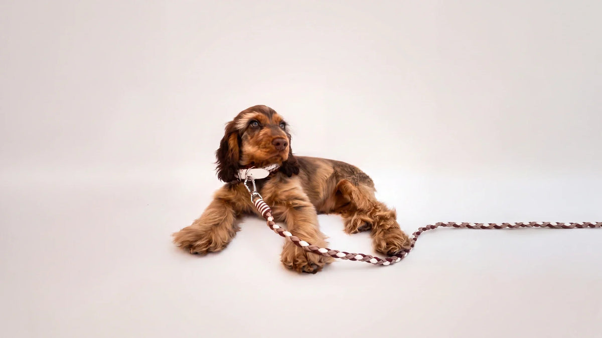 The complete guide to raising a show-type English Cocker Spaniel