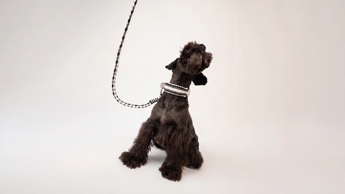 Dog accessories as part of personal style: the rise of dog fashion