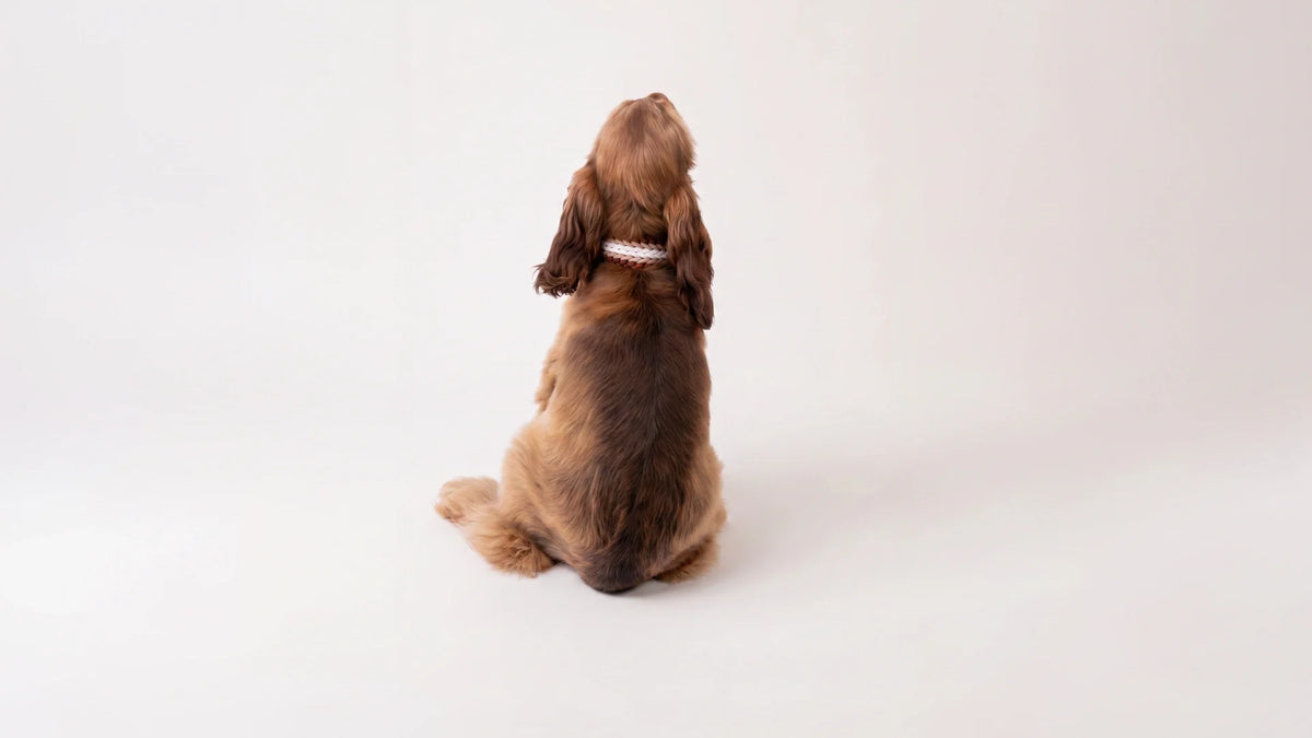 First-time dog owner essentials: a guide to life with your new companion