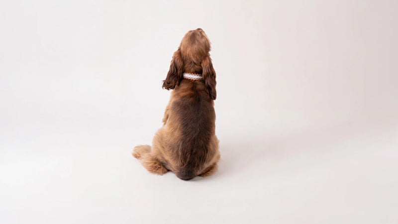 First-time dog owner essentials: a guide to life with your new companion