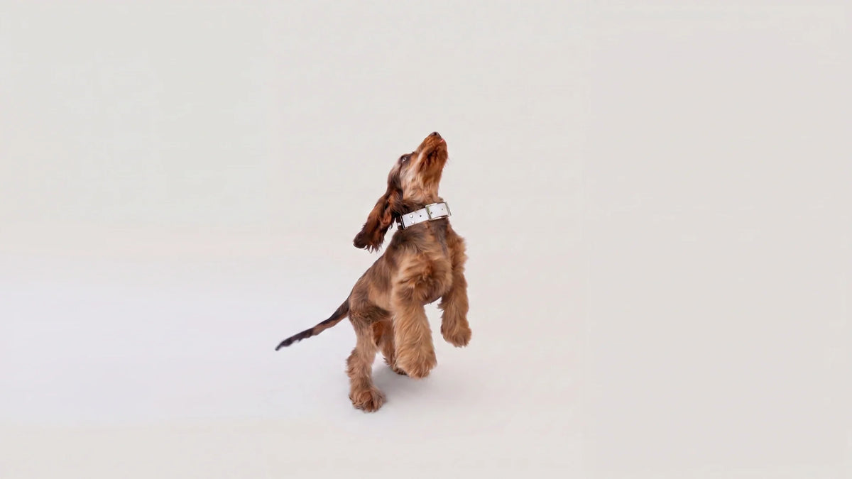 The complete guide to raising a puppy