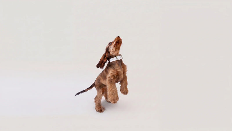 The complete guide to raising a puppy