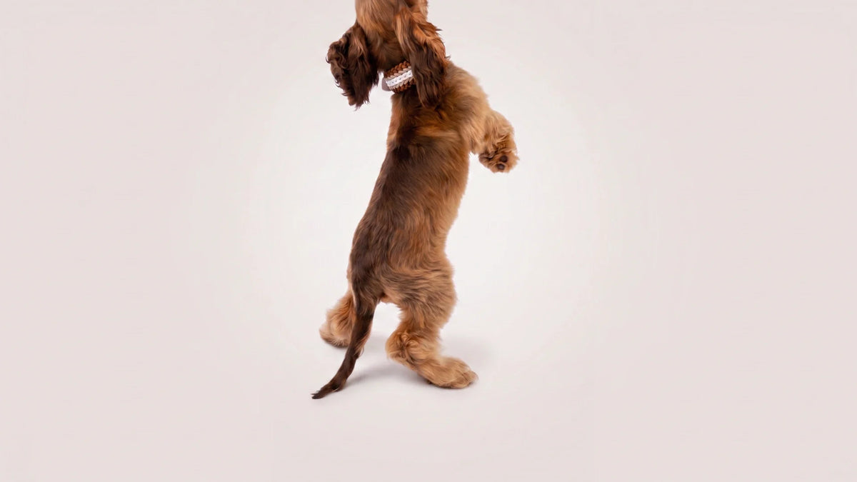 First dog checklist UK: everything you actually need