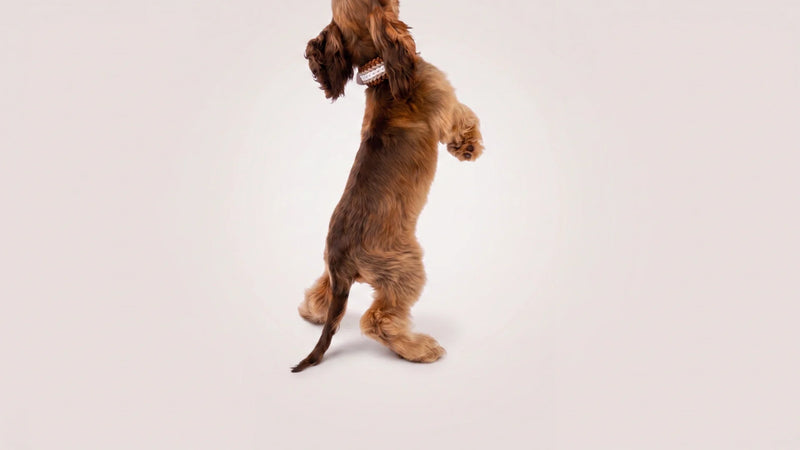 First dog checklist UK: everything you actually need