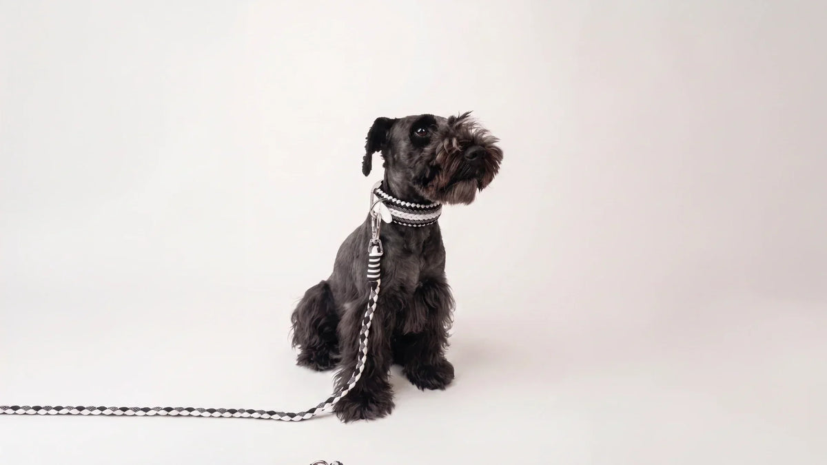 How long should a dog lead be? Choosing the right lead length for control, comfort and freedom