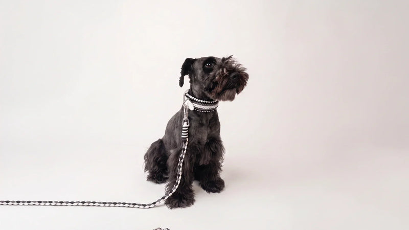 How long should a dog lead be? Choosing the right lead length for control, comfort and freedom