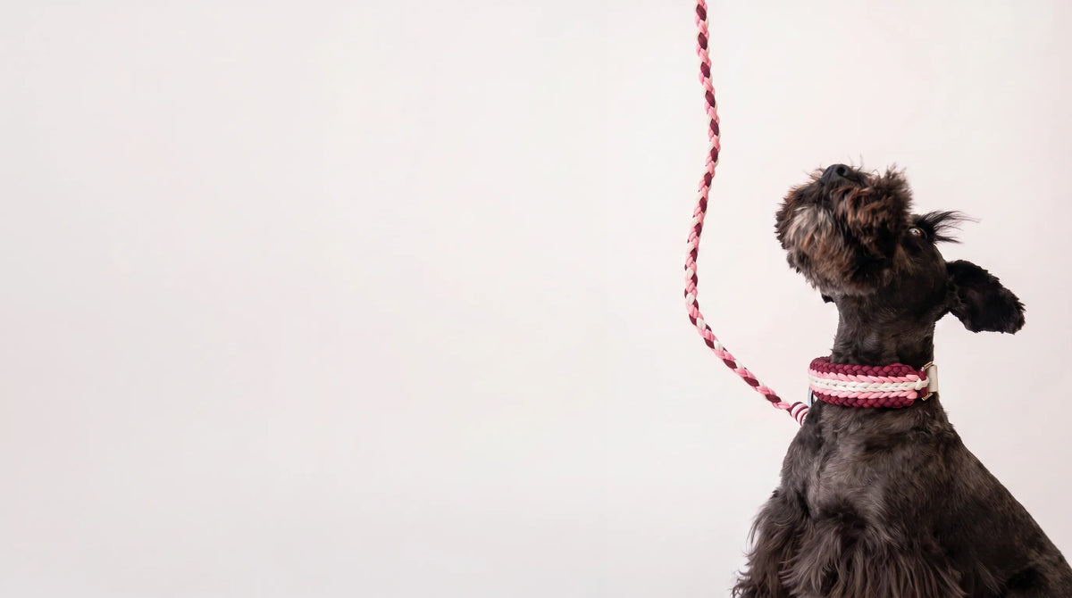 Miniature Schnauzer wearing the handmade Strata braided dog collar and lead set in Dahlia, featuring pink, burgundy and white paracord by Jamie Dogwear.