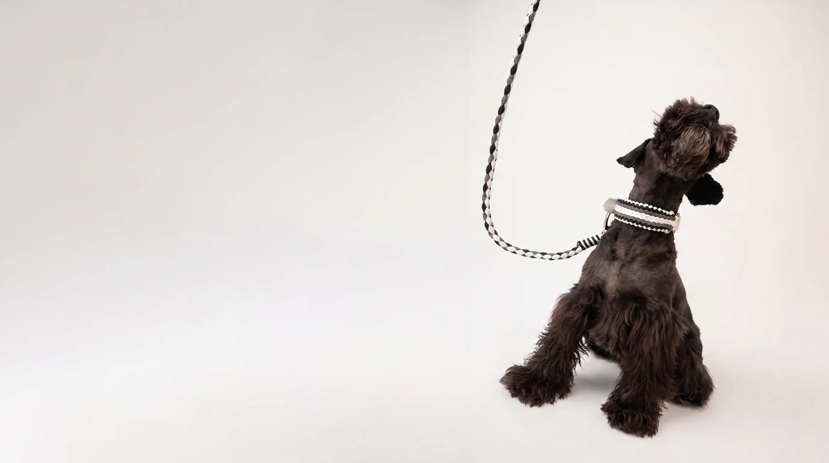 Miniature Schnauzer wearing the handmade Strata braided dog collar and lead set in Onyx, featuring black and white paracord by Jamie Dogwear.