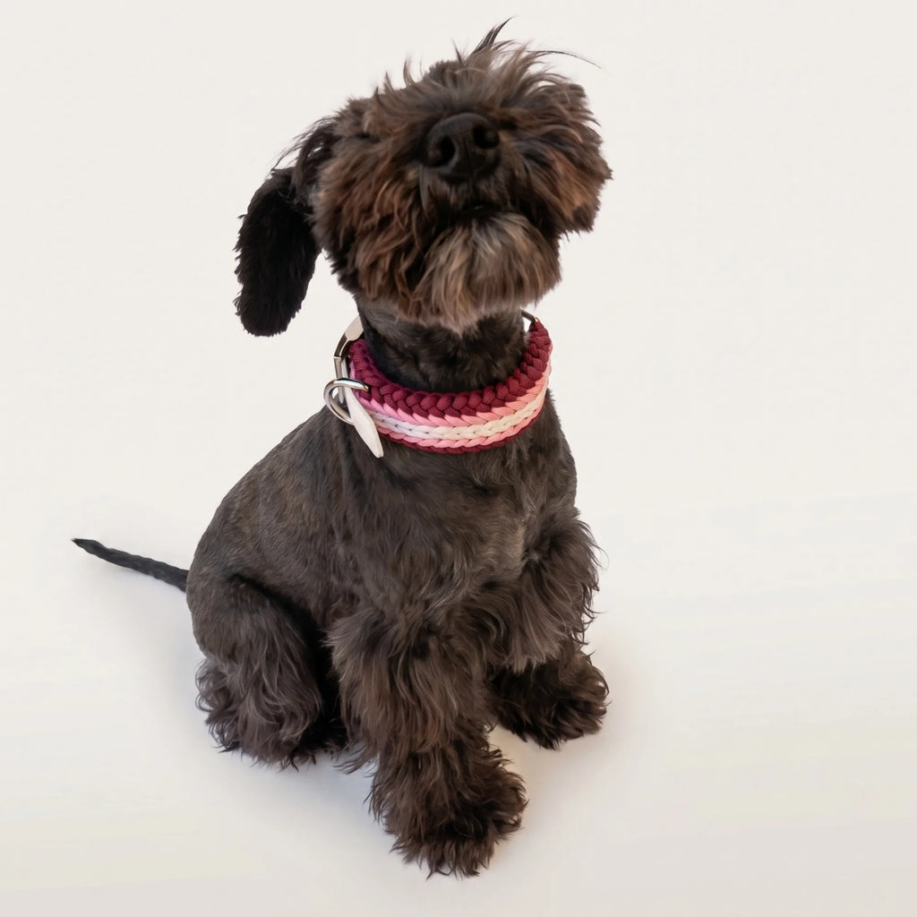 Miniature Schnauzer wearing the handmade Strata braided dog collar in Dahlia, featuring pink, burgundy and white paracord with an adjustable vegan leather strap by Jamie Dogwear.
