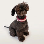 Miniature Schnauzer wearing the handmade Strata braided dog collar in Dahlia, featuring pink, burgundy and white paracord with an adjustable vegan leather strap by Jamie Dogwear.