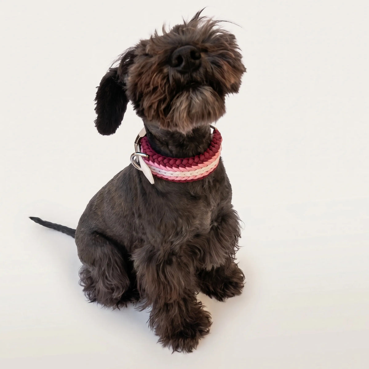 Miniature Schnauzer wearing the handmade Strata braided dog collar in Dahlia, featuring pink, burgundy and white paracord with an adjustable vegan leather strap by Jamie Dogwear.