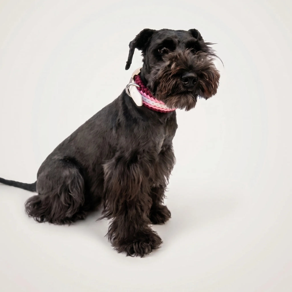 Miniature Schnauzer wearing the handmade Strata braided dog collar in Dahlia, featuring pink, burgundy and white paracord with an adjustable vegan leather strap by Jamie Dogwear.