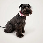 Miniature Schnauzer wearing the handmade Strata braided dog collar in Dahlia, featuring pink, burgundy and white paracord with an adjustable vegan leather strap by Jamie Dogwear.