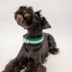 Miniature Schnauzer wearing the handmade Strata braided dog collar in Fern, featuring green and white paracord with an adjustable vegan leather strap by Jamie Dogwear.