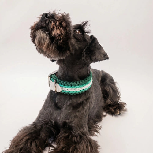 Miniature Schnauzer wearing the handmade Strata braided dog collar in Fern, featuring green and white paracord with an adjustable vegan leather strap by Jamie Dogwear.