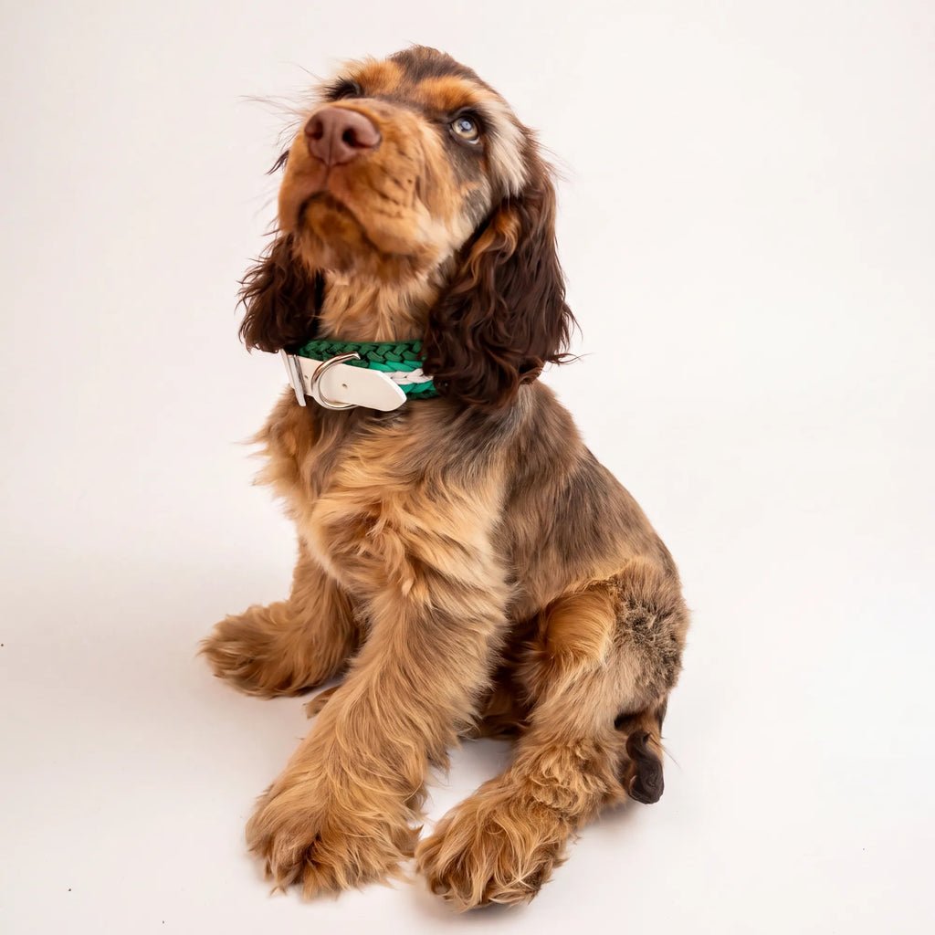 Cocker Spaniel wearing the handmade Strata braided dog collar in Fern, featuring green and white paracord with an adjustable vegan leather strap by Jamie Dogwear.