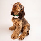 Cocker Spaniel wearing the handmade Strata braided dog collar in Fern, featuring green and white paracord with an adjustable vegan leather strap by Jamie Dogwear.