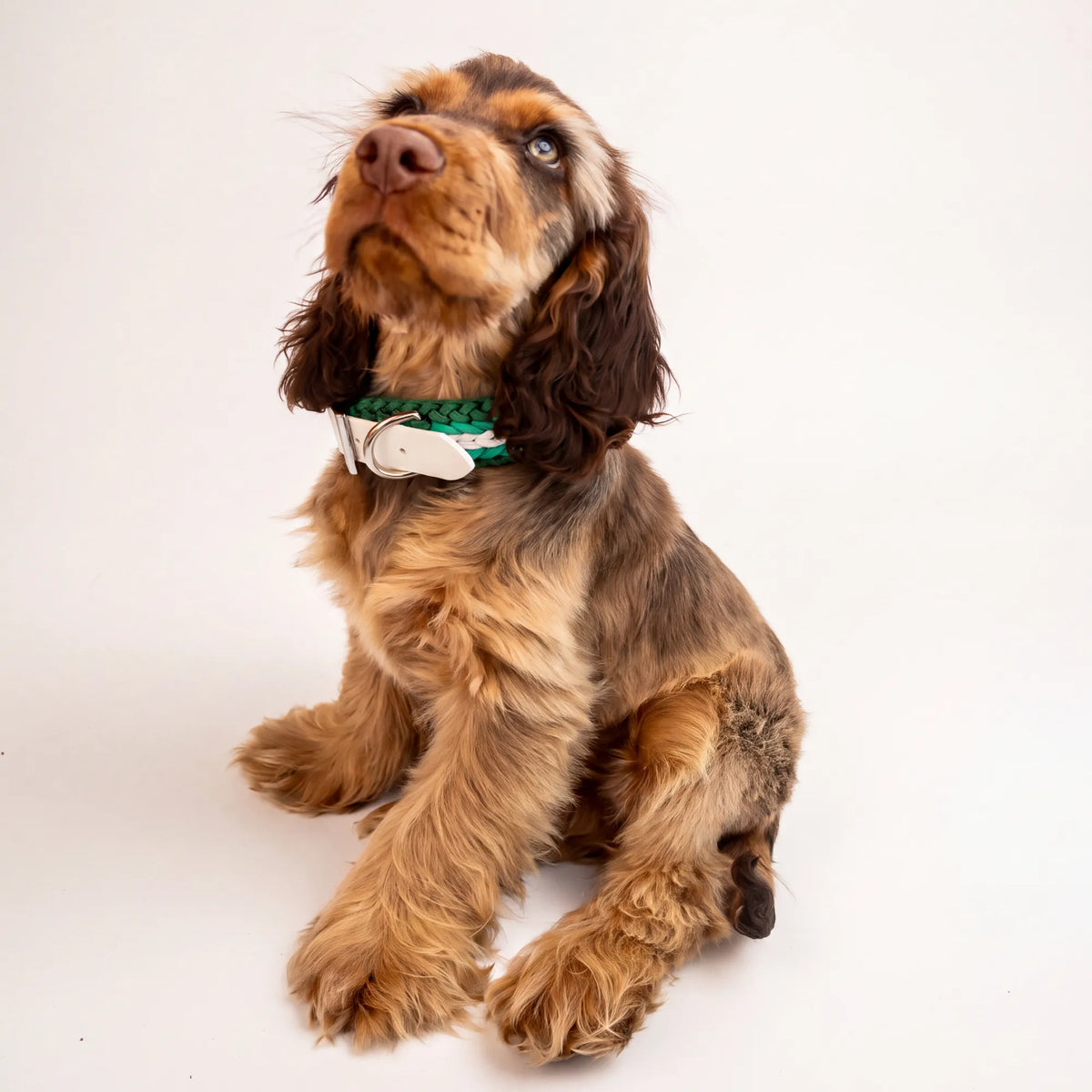 Cocker Spaniel wearing the handmade Strata braided dog collar in Fern, featuring green and white paracord with an adjustable vegan leather strap by Jamie Dogwear.