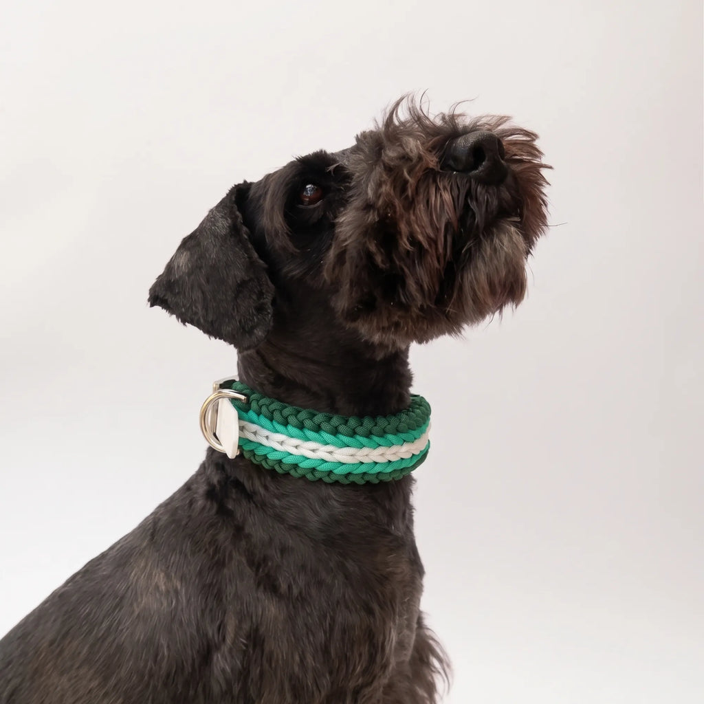 Miniature Schnauzer wearing the handmade Strata braided dog collar in Fern, featuring green and white paracord with an adjustable vegan leather strap by Jamie Dogwear.
