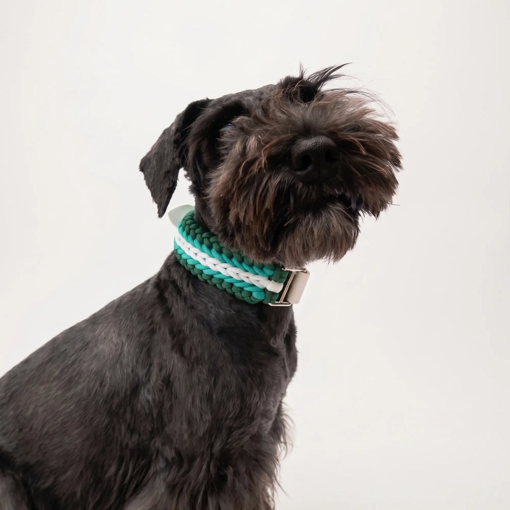Miniature Schnauzer wearing the handmade Strata braided dog collar in Fern, featuring green and white paracord with an adjustable vegan leather strap by Jamie Dogwear.