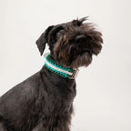 Miniature Schnauzer wearing the handmade Strata braided dog collar in Fern, featuring green and white paracord with an adjustable vegan leather strap by Jamie Dogwear.