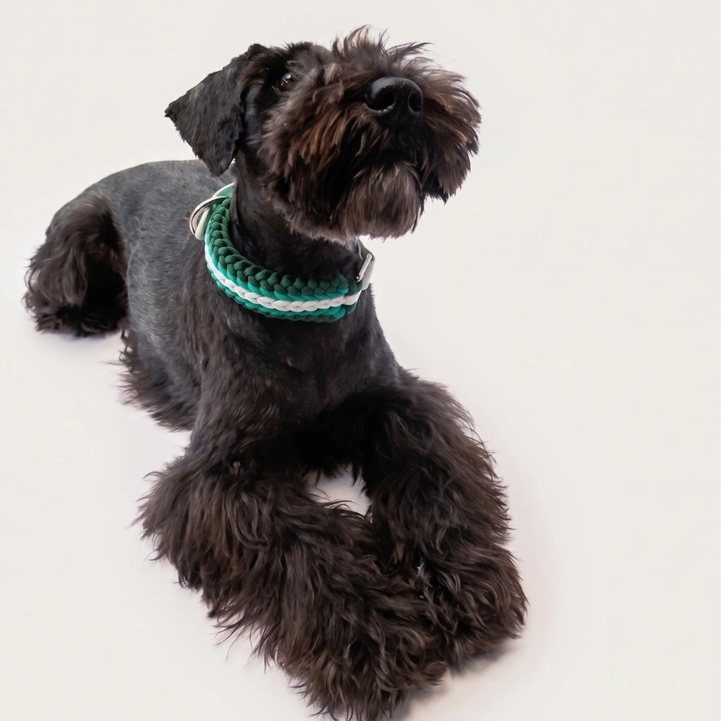 Miniature Schnauzer wearing the handmade Strata braided dog collar in Fern, featuring green and white paracord with an adjustable vegan leather strap by Jamie Dogwear.