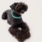 Miniature Schnauzer wearing the handmade Strata braided dog collar in Fern, featuring green and white paracord with an adjustable vegan leather strap by Jamie Dogwear.