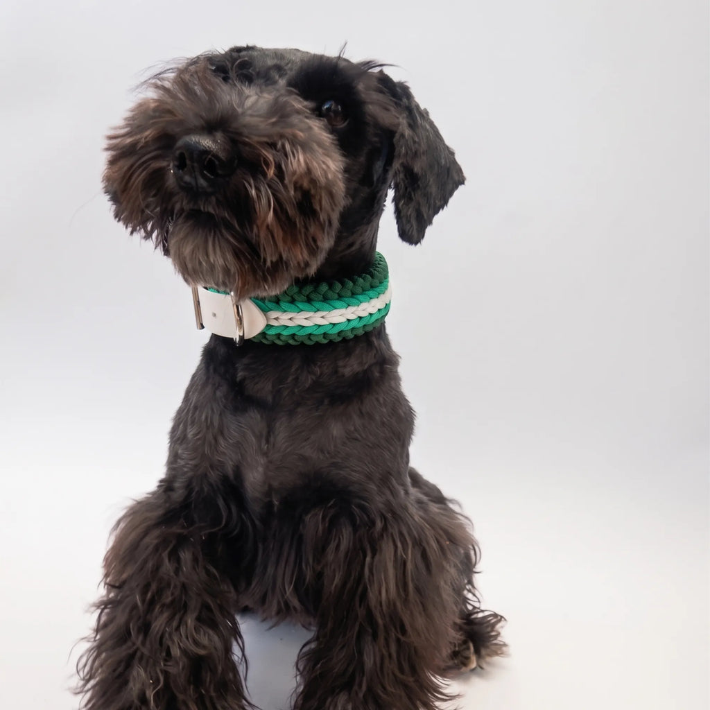 Miniature Schnauzer wearing the handmade Strata braided dog collar in Fern, featuring green and white paracord with an adjustable vegan leather strap by Jamie Dogwear.