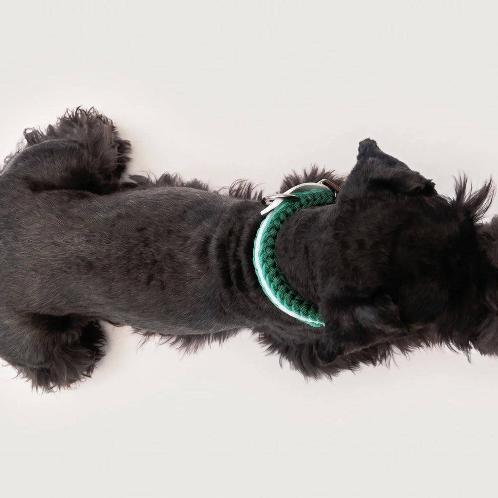 Miniature Schnauzer wearing the handmade Strata braided dog collar in Fern, featuring green and white paracord with an adjustable vegan leather strap by Jamie Dogwear.