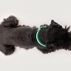 Miniature Schnauzer wearing the handmade Strata braided dog collar in Fern, featuring green and white paracord with an adjustable vegan leather strap by Jamie Dogwear.