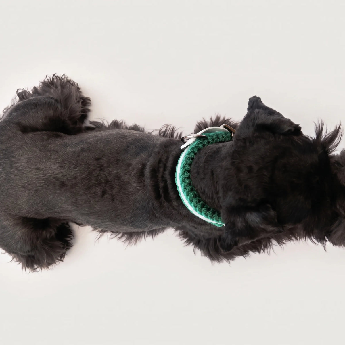 Miniature Schnauzer wearing the handmade Strata braided dog collar in Fern, featuring green and white paracord with an adjustable vegan leather strap by Jamie Dogwear.