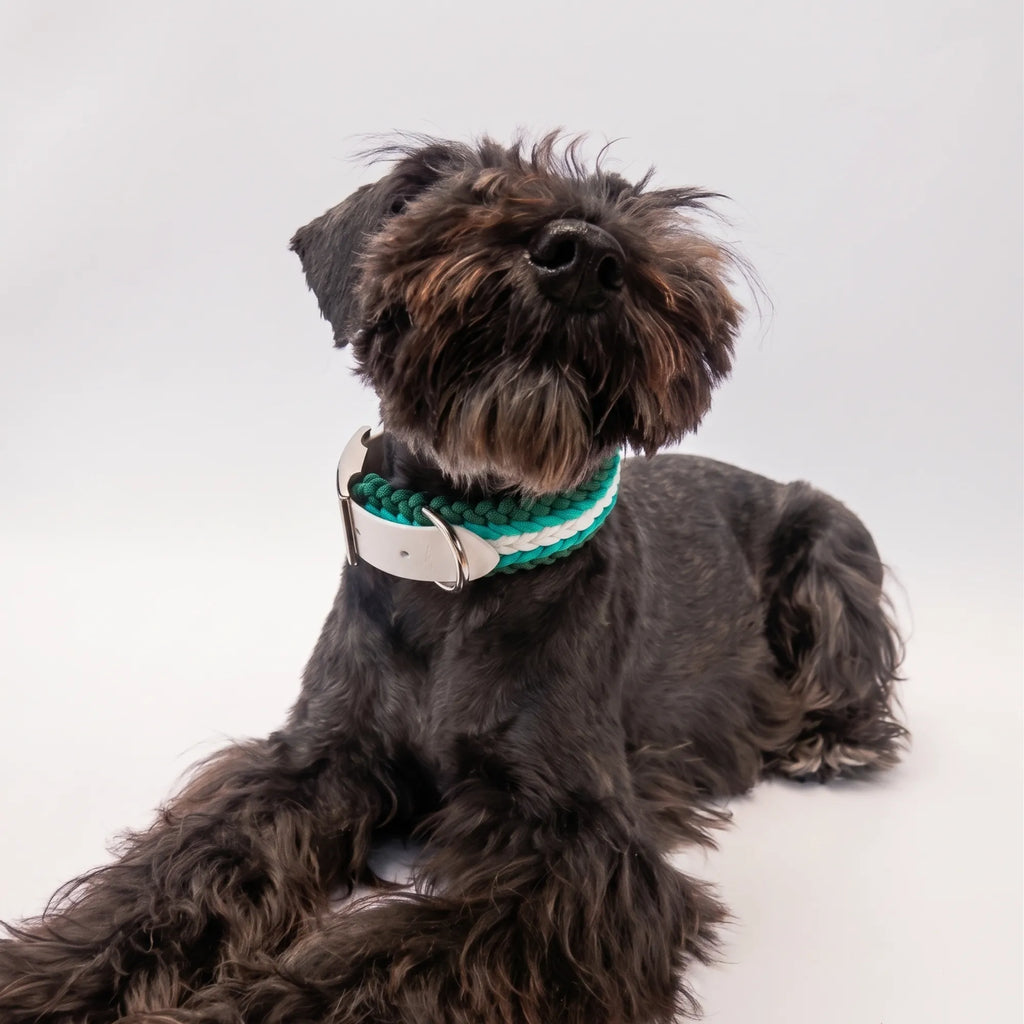 Miniature Schnauzer wearing the handmade Strata braided dog collar in Fern, featuring green and white paracord with an adjustable vegan leather strap by Jamie Dogwear.