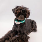 Miniature Schnauzer wearing the handmade Strata braided dog collar in Fern, featuring green and white paracord with an adjustable vegan leather strap by Jamie Dogwear.