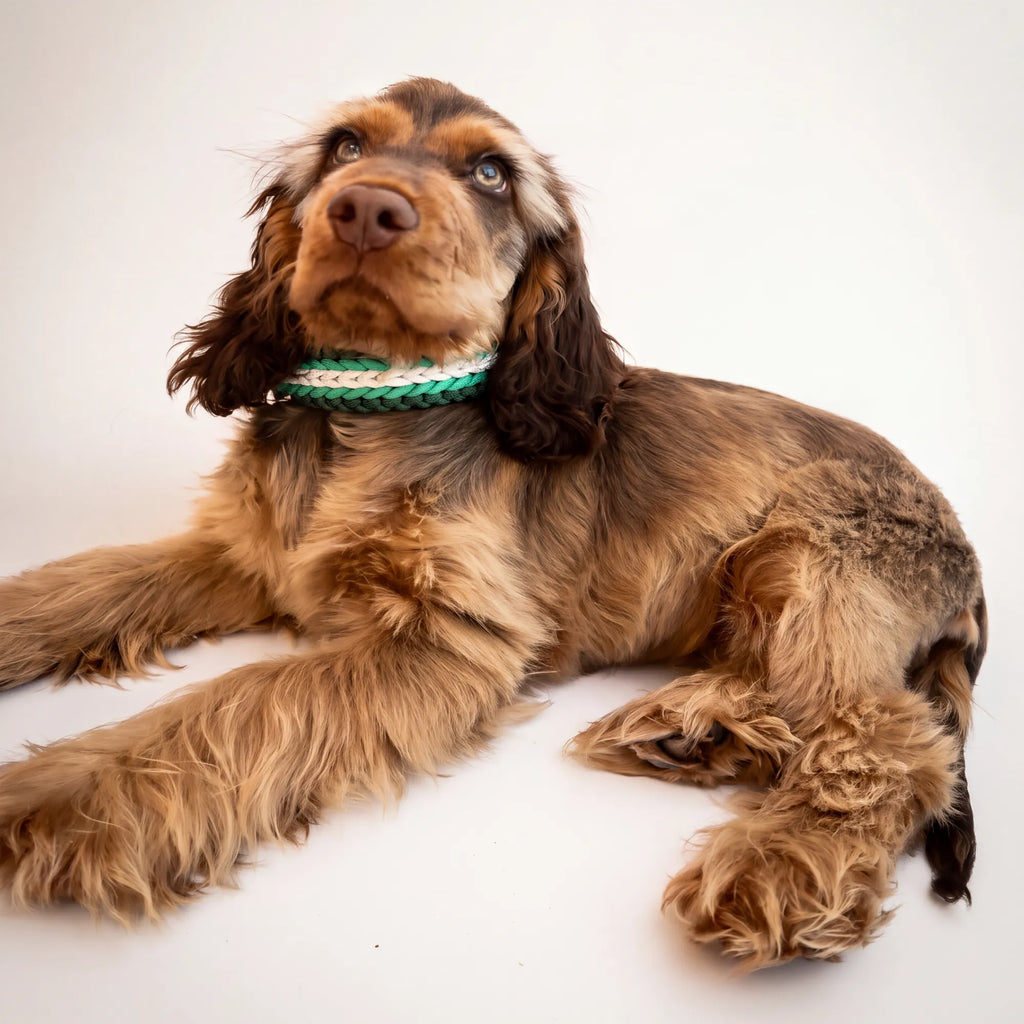 Cocker Spaniel wearing the handmade Strata braided dog collar in Fern, featuring green and white paracord with an adjustable vegan leather strap by Jamie Dogwear.