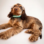 Cocker Spaniel wearing the handmade Strata braided dog collar in Fern, featuring green and white paracord with an adjustable vegan leather strap by Jamie Dogwear.