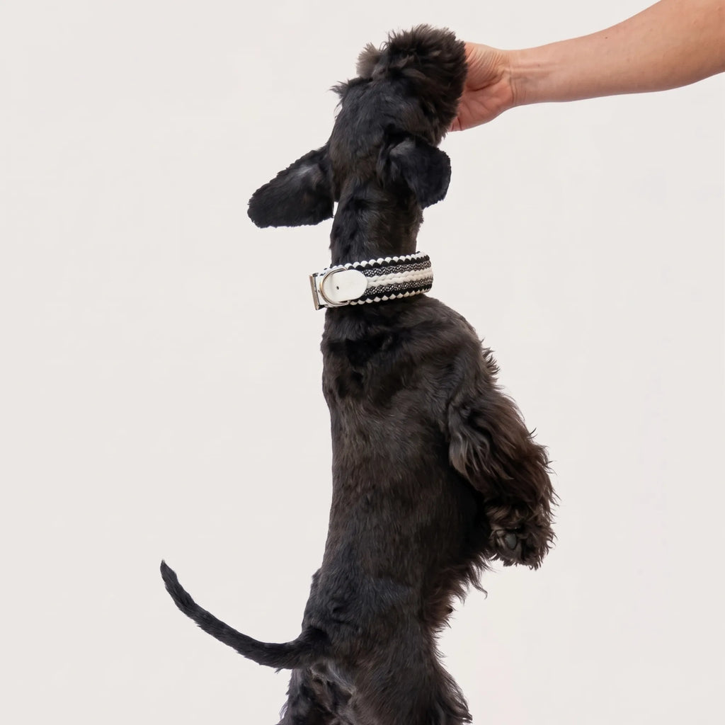Miniature Schnauzer wearing the handmade Strata braided dog collar in Onyx, featuring black and white paracord with an adjustable vegan leather strap by Jamie Dogwear.