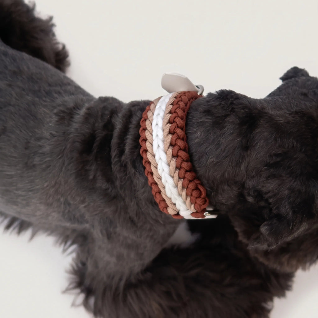 Miniature Schnauzer wearing the handmade Strata braided dog collar in Sandstone, featuring brown, beige and white paracord with an adjustable vegan leather strap by Jamie Dogwear.