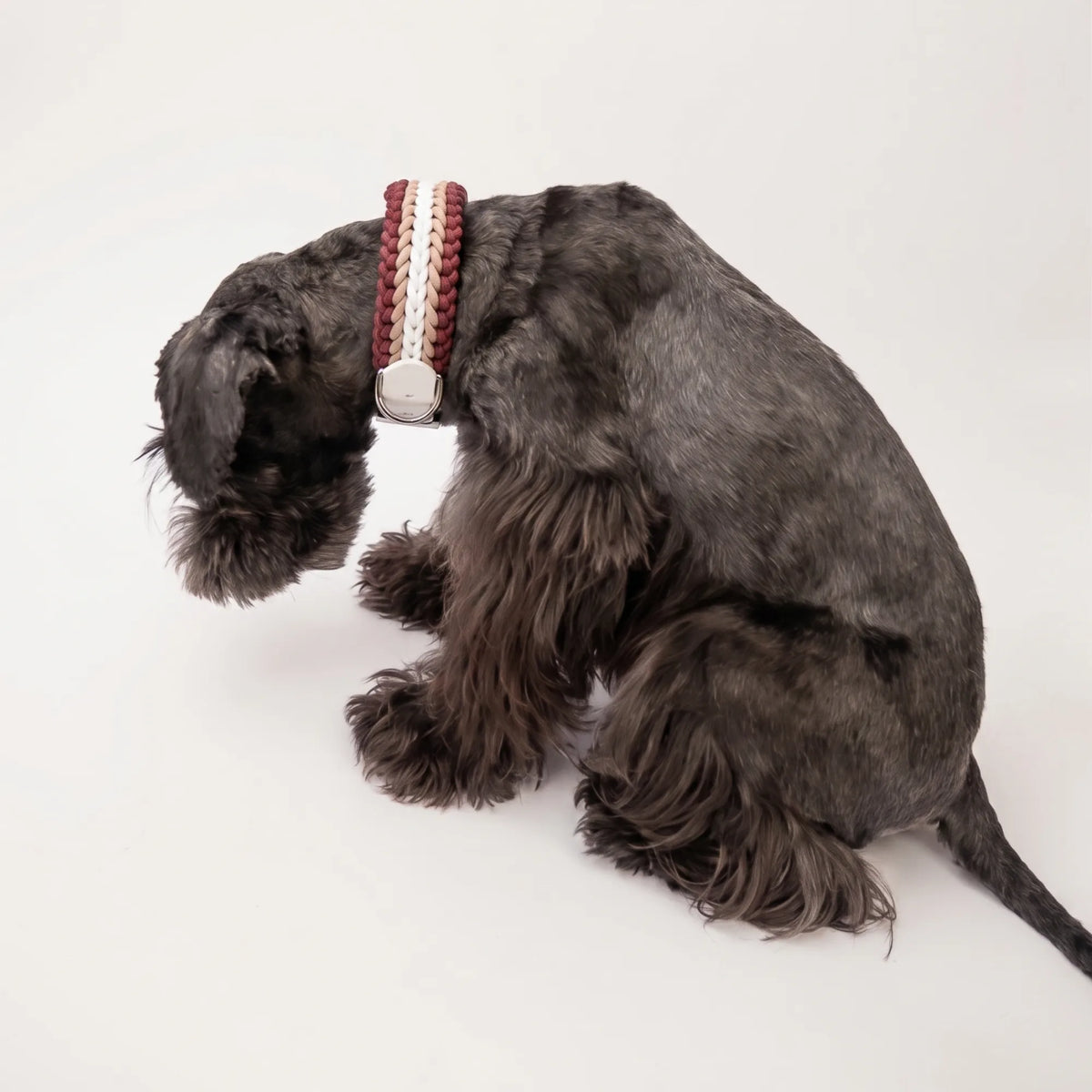 Miniature Schnauzer wearing the handmade Strata braided dog collar in Sandstone, featuring brown, beige and white paracord with an adjustable vegan leather strap by Jamie Dogwear.