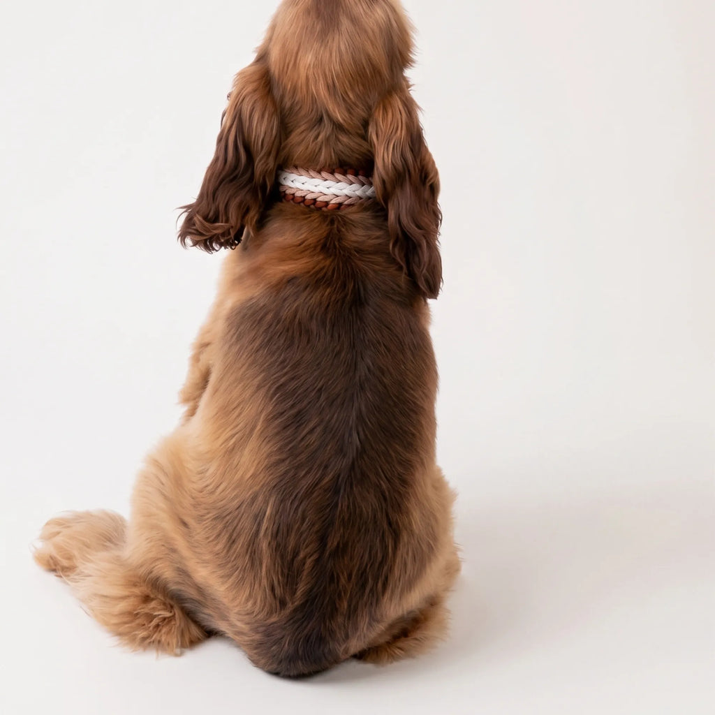 Cocker Spaniel wearing the handmade Strata braided dog collar in Sandstone, featuring brown, beige and white paracord with an adjustable vegan leather strap by Jamie Dogwear.