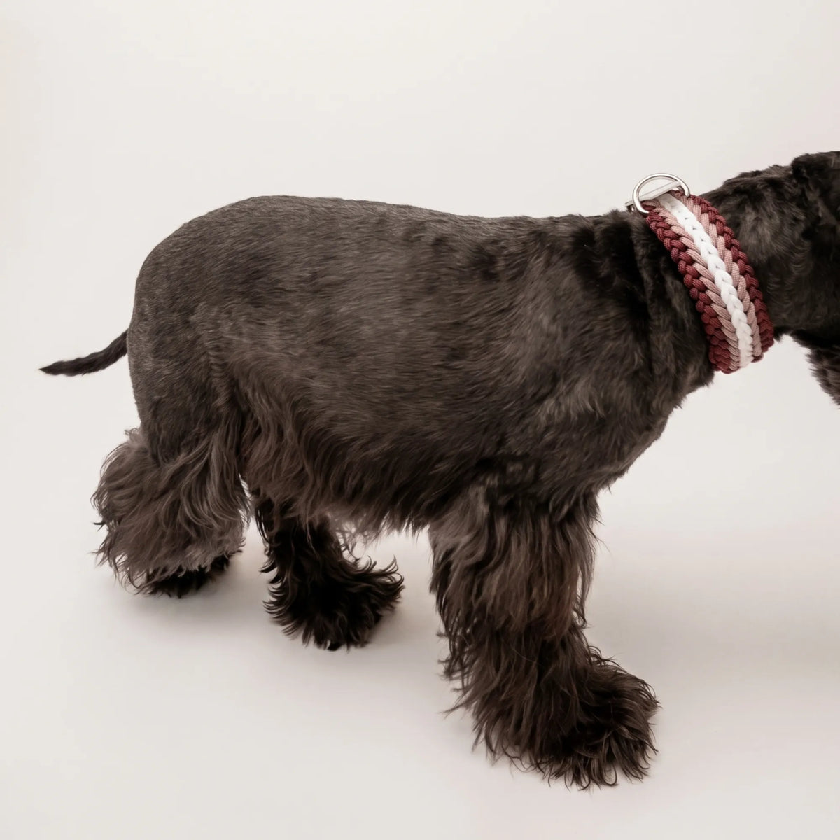 Miniature Schnauzer wearing the handmade Strata braided dog collar in Sandstone, featuring brown, beige and white paracord with an adjustable vegan leather strap by Jamie Dogwear.
