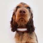 Cocker Spaniel wearing the handmade Strata braided dog collar in Sandstone, featuring brown, beige and white paracord with an adjustable vegan leather strap by Jamie Dogwear.