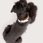 Miniature Schnauzer wearing the handmade Strata braided dog collar in Sandstone, featuring brown, beige and white paracord with an adjustable vegan leather strap by Jamie Dogwear.