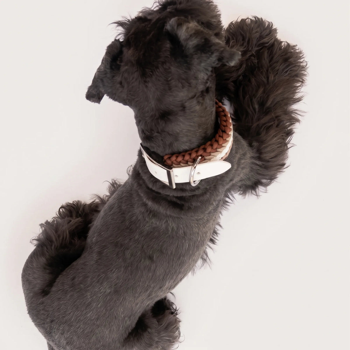 Miniature Schnauzer wearing the handmade Strata braided dog collar in Sandstone, featuring brown, beige and white paracord with an adjustable vegan leather strap by Jamie Dogwear.