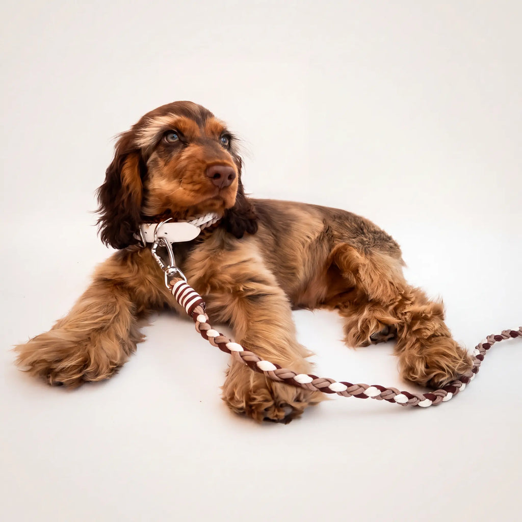 Cocker Spaniel modelling the handmade Strata braided dog lead in Sandstone, featuring brown, beige and white paracord by Jamie Dogwear.