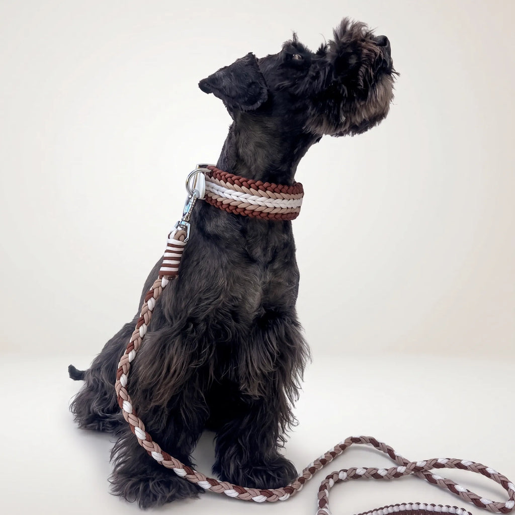 Miniature Schnauzer wearing the handmade Strata braided dog lead in Sandstone, featuring brown, beige and white paracord by Jamie Dogwear.
